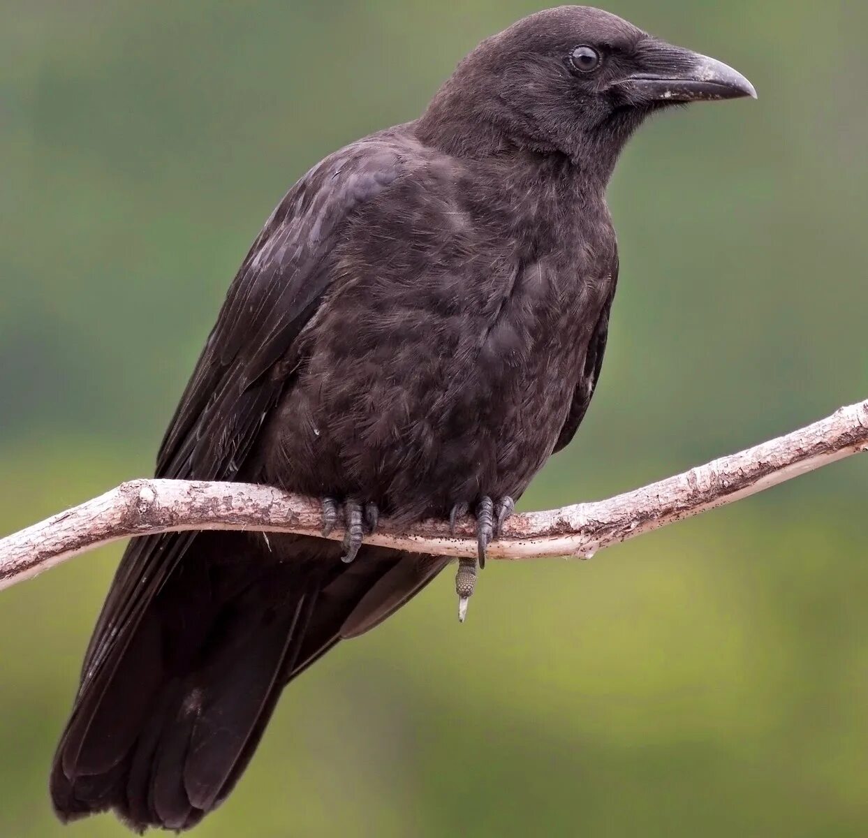 Ворон какой вид. Corvus caurinus. Corvus coronoides. Corvus brachyrhynchos. Североамериканский ворон.