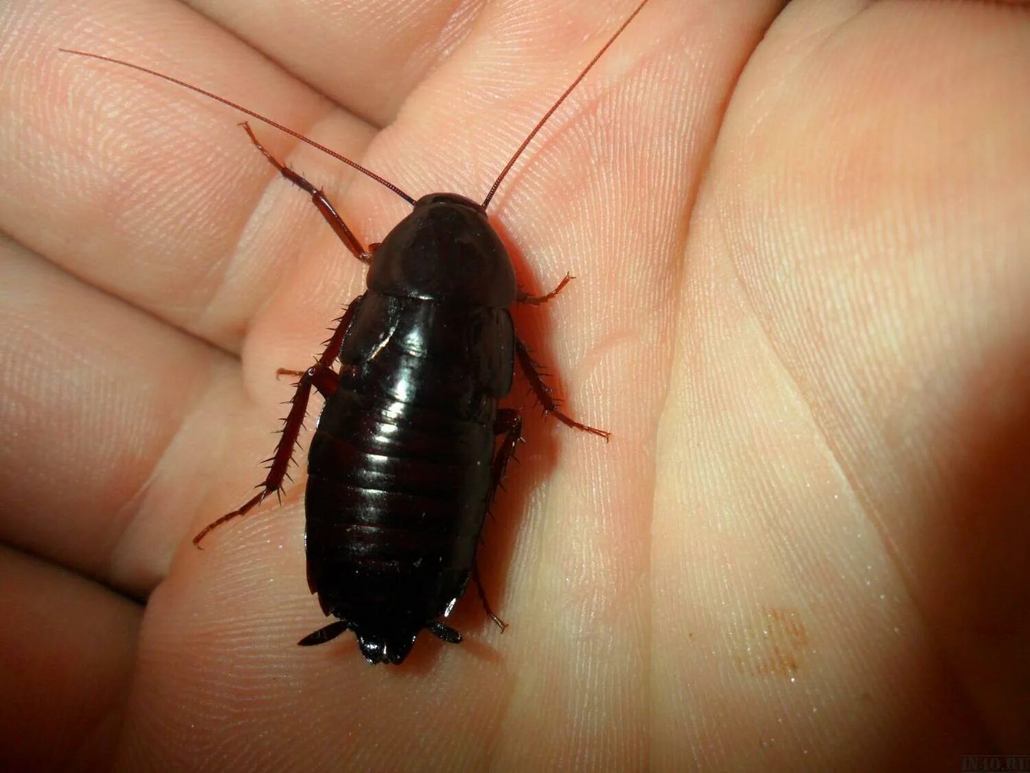 Blatta orientalis таракан. Черный Восточный таракан (Blatta orientalis). Жук Прусак. Черные канализационные тараканы.