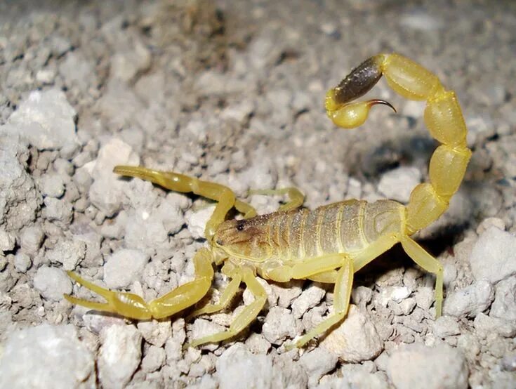 Скорпион Leiurus quinquestriatus. Палестинский желтый Скорпион. 3. Скорпион Лейурус квинкестриатус. Deathstalker Скорпион.