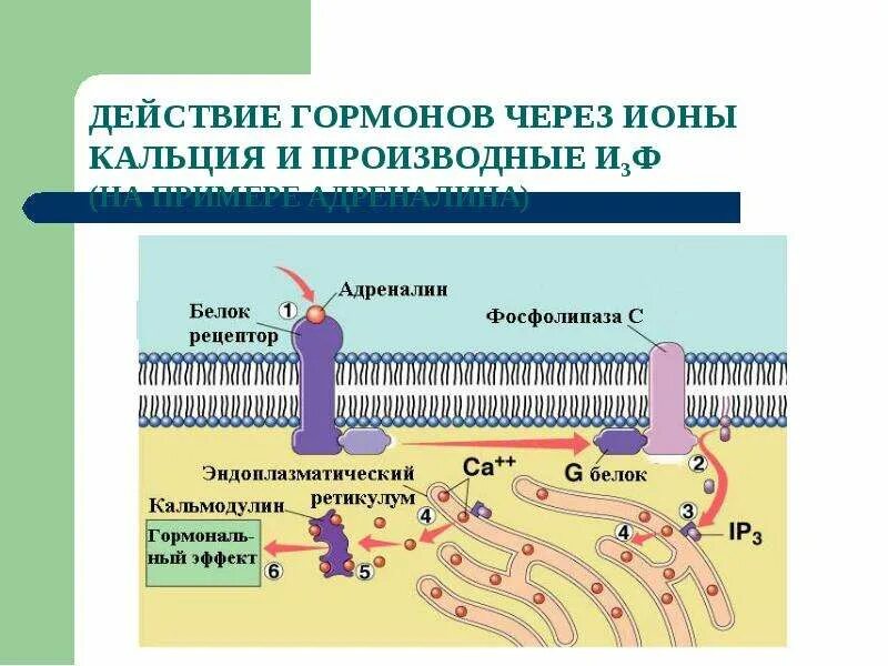 Какому иону аналогичен адреналин
