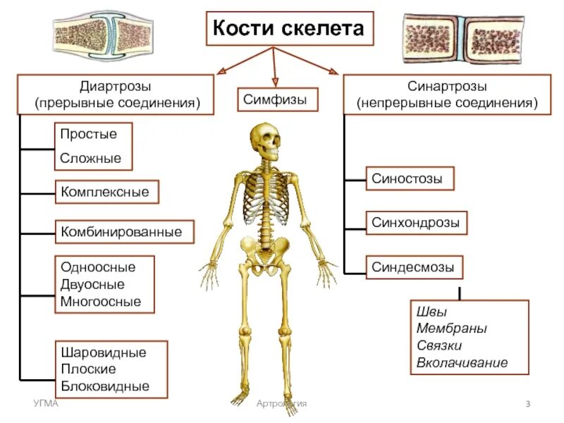 2 кости и их соединения. Синартрозы синхондрозы. Непрерывные соединения костей синдесмозы синхондрозы синостозы. Соединения костей непрерывные соединения синдесмозы. Непрерывные соединения костей диартроз.