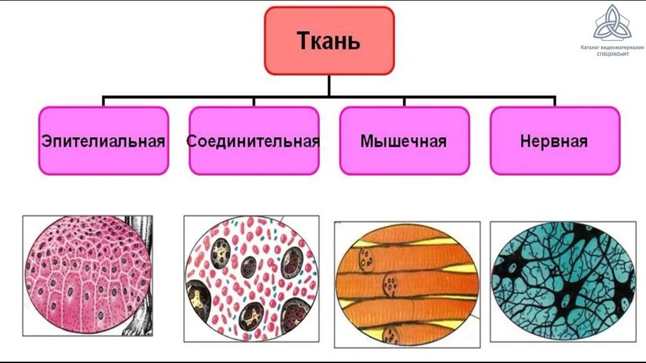 Название групп клеток