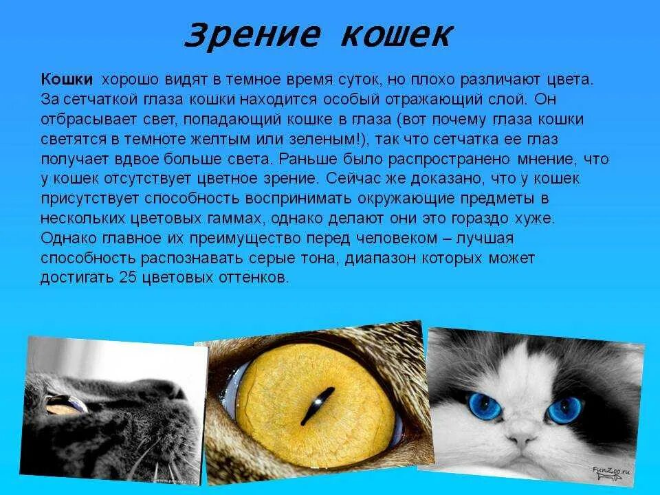 Она видит кошку. Зрение кошек. Как видят кошки. Зрение глазами кошки. Какое зрение у кошек.