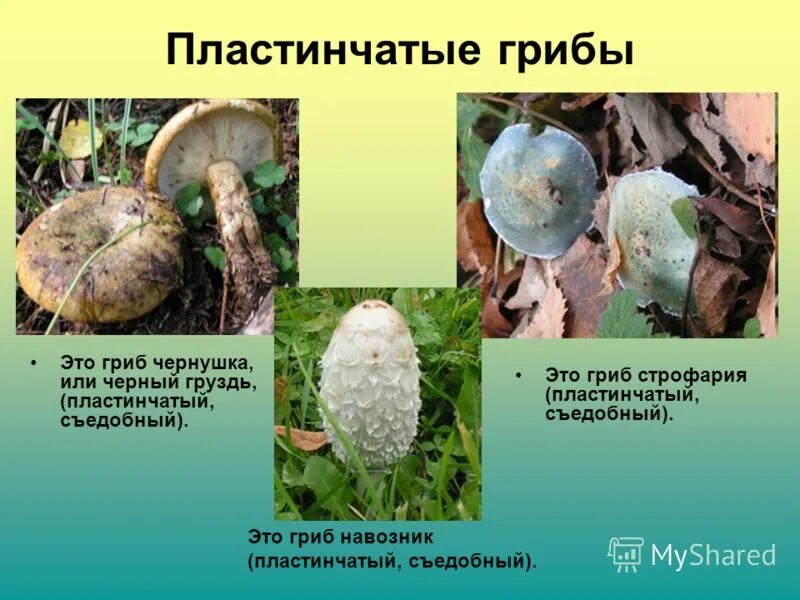 Какие грибы относятся к группе пластинчатых съедобные. Пластинчатые грибы навозник. Навозник обыкновенный пластинчатый или трубчатый. Навозник обыкновенный гриб съедобный или нет. Навозник обыкновенный пластинчатый гриб.