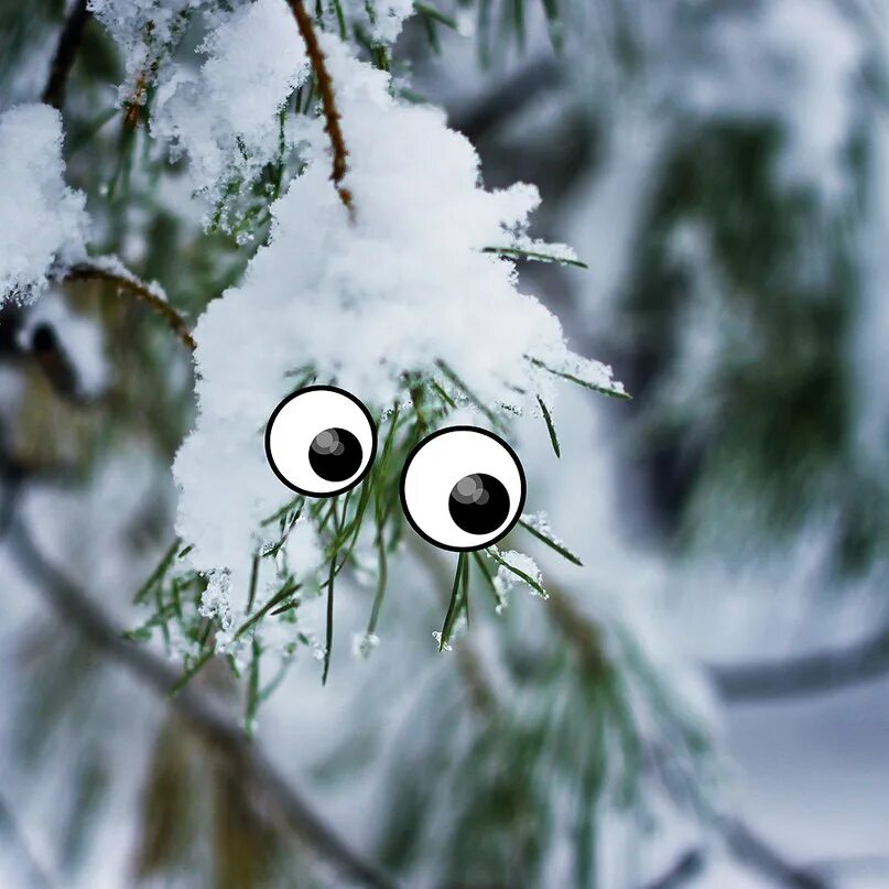 статусы про зиму. животные радуются снегу. снежное утро. милые снеговики. милая белка.