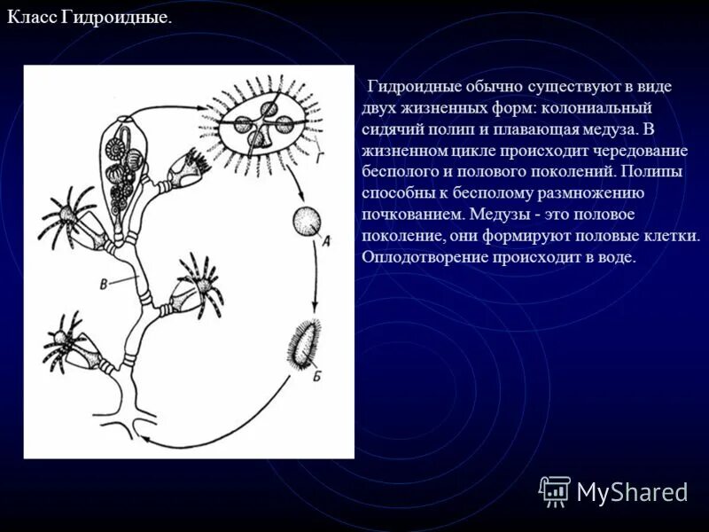 Жизненный цикл гидроидного полипа схема. Цикл гидроидных. Цикл развития гидроидного полипа. Цикл развития гидроидного полипа. Цикл гидроидных.