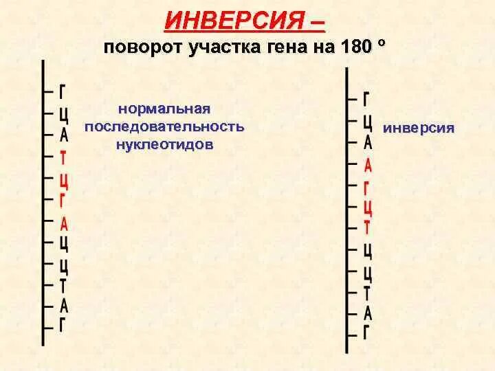 Инверсия участка хромосомы. Поворот участка днк на 180. Разворот участка хромосомы. Поворот участка днк на 180. Поворот участка хромосомы на 180° - это….