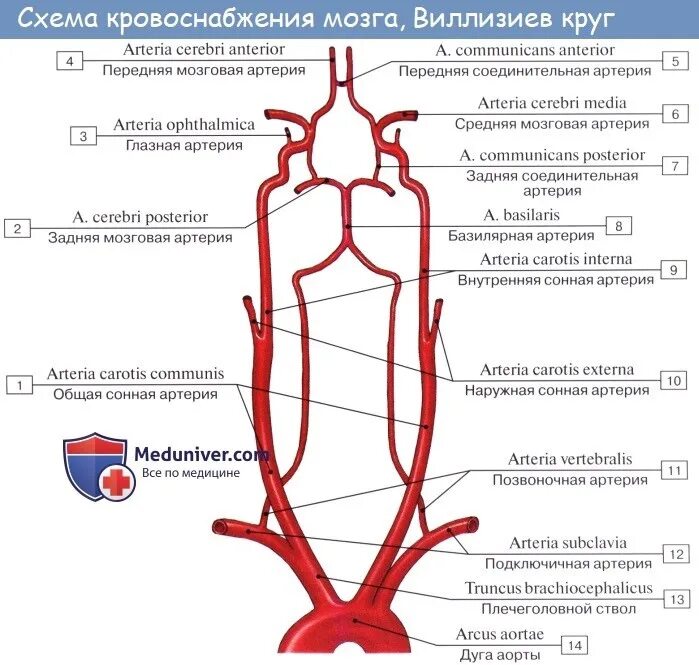 Кровоснабжение головного мозга Виллизиев круг. Схема кровоснабжения артерий головного мозга. Кровообращение мозга. Виллизиев круг.. Ветви позвоночной артерии схема.