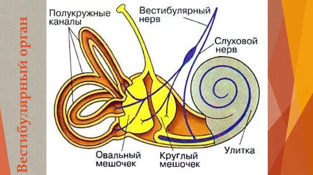 Периферический вестибулярный аппарат. Вестибулярный анализатор внутреннее ухо. Вестибулярный анализатор строение мешочки полукружные каналы. Внутреннее ухо вестибулярный анализатор анатомия. Вестибулярный аппарат (анализатор равновесия).