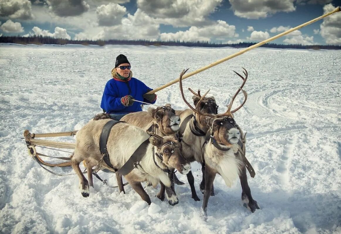 Ненцы образ жизни