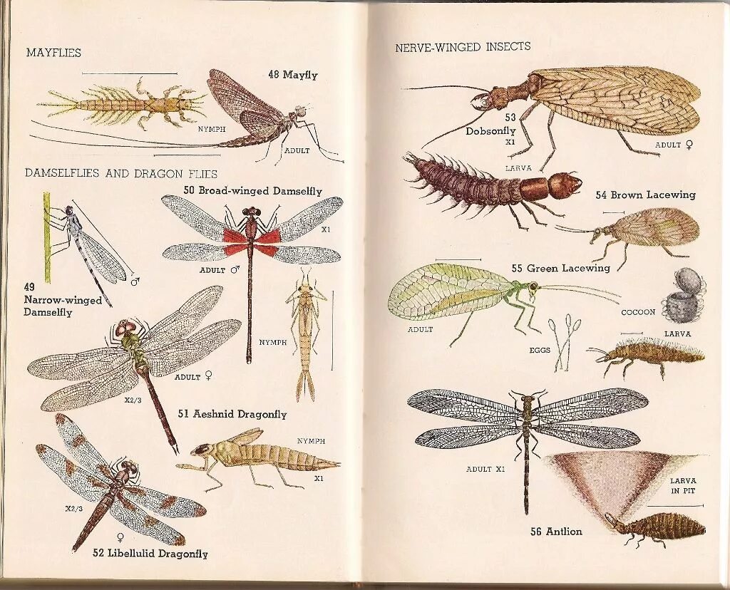 Отряд подёнки - Ephemeroptera. Поденки насекомые представители. Подёнки представители таблица. Ephemeroptera личинки.
