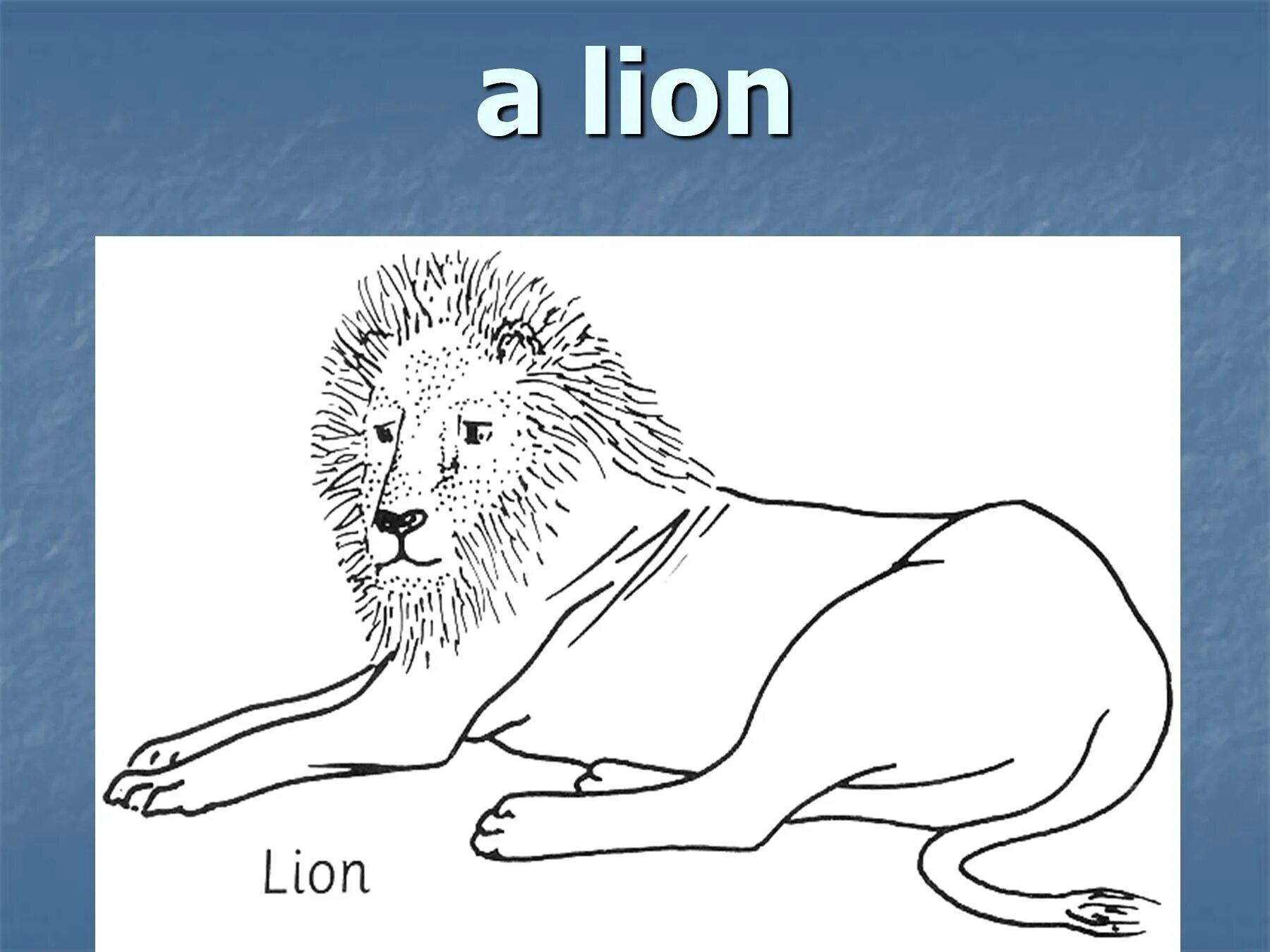 Как переводится лев. Лев по английскому. Описание Льва по английскому. Животные на английском Лев. Проект по английскому про Льва.