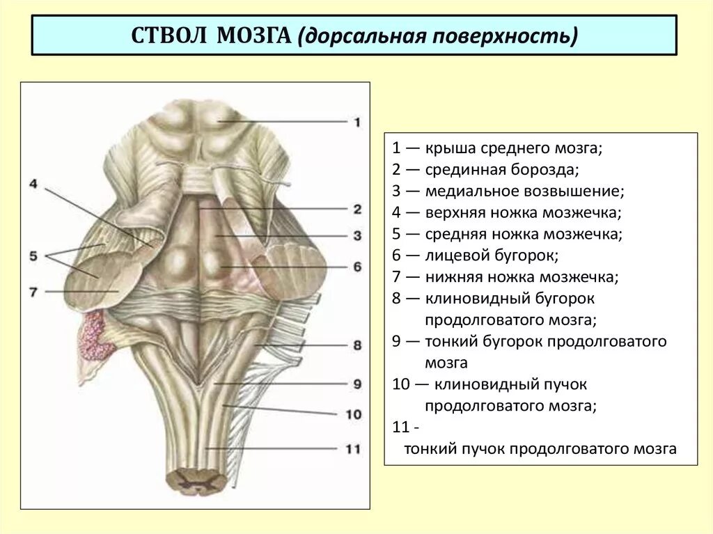 Вентральная поверхность продолговатого мозга. Ствол мозга анатомия дорсальная поверхность. Ствол мозга строение вид спереди. Вентральная поверхность ствола головного мозга. Вентральное строение ствола мозга.