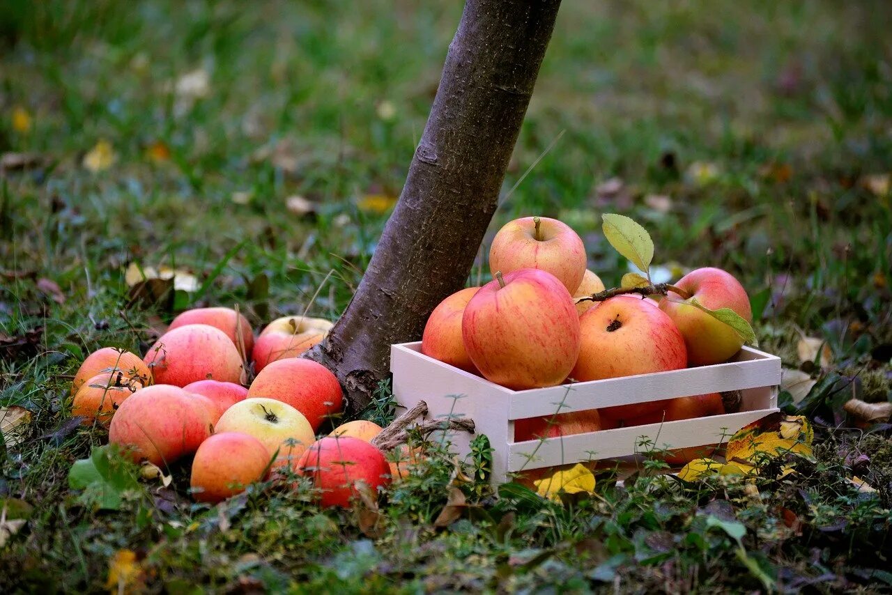 Урожай яблок. Яблоки садовые. Яблоки на даче. Осень яблоки. Замечены яблоки