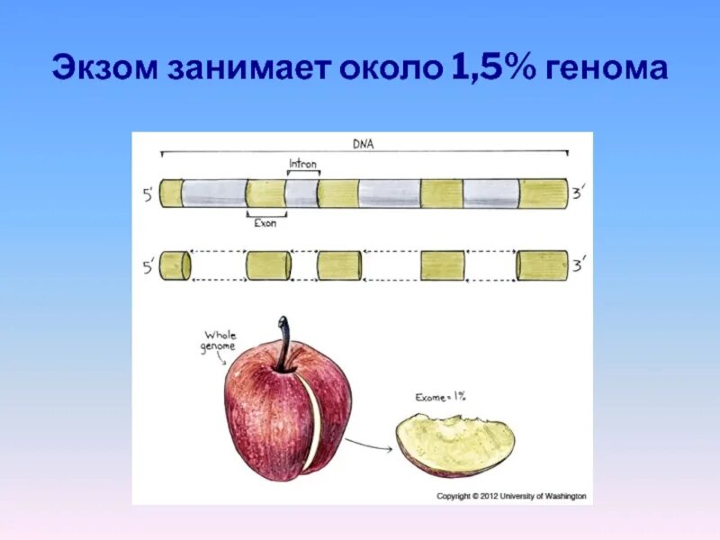 При расшифровке генома яблони было установлено. Экзом это в генетике. Полное секвенирование экзома. Экзом и геном. Анализ экзома генетика.