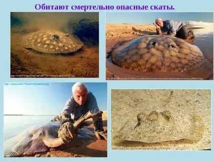 Опасны ди