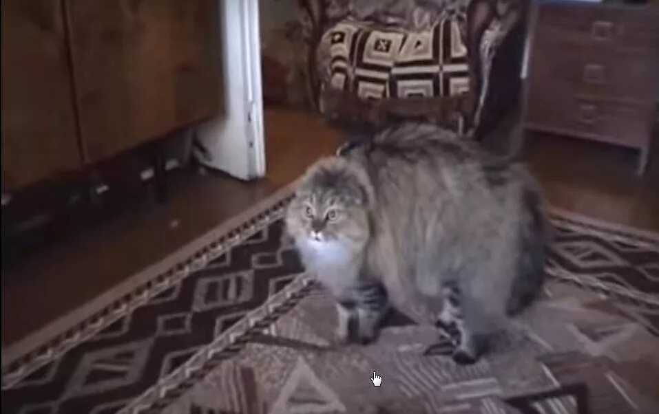 Смешные говорящие коты. Говорящие коты и кошки видео. Говорящие коты с озвучкой. Смешные коты с озвучкой. Говорящие коты открой мне.