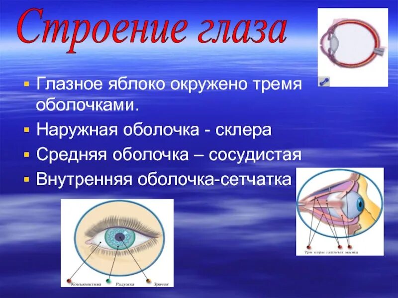 Строение глазного яблока. Оболочки глазного яблока анатомия. Глазное яблоко (оболочки, внутреннее ядро глаза). Строение наружной оболочки глазного яблока.