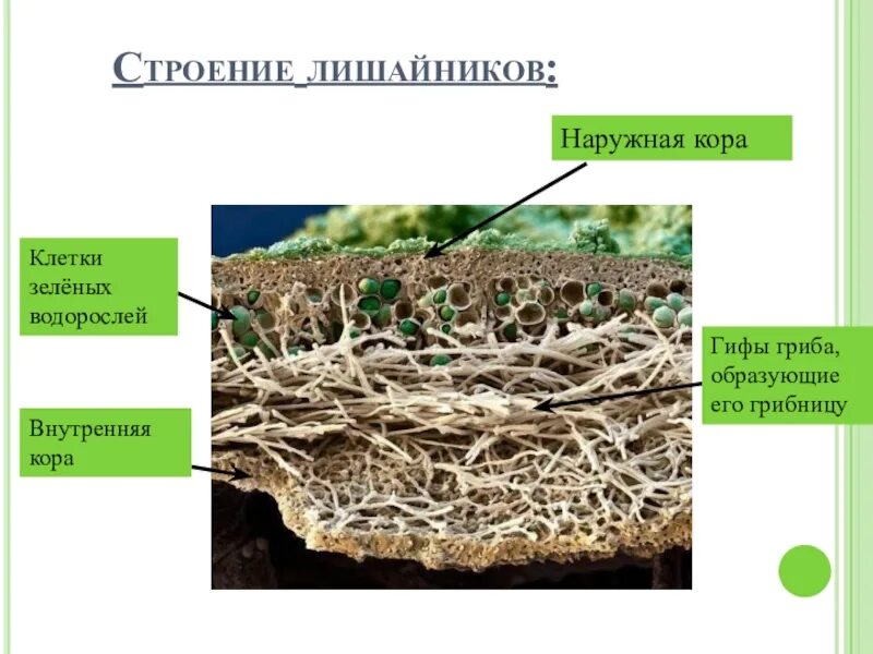 Лишайники состоят из клеток. Строение слоевища лишайника. Внутреннее строение лишайника. Строение лишайников 5 класс. Строение лишайника 5 класс биология.