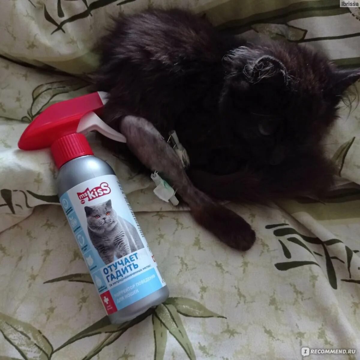 Какой запах не любят кошки. Запахи которые пугают кошек. средство отпугивающее кошек гадить. отпугивающее средство для кошек чтобы не гадили.