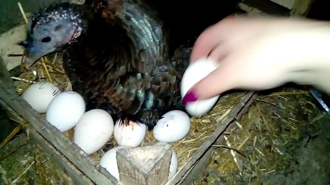 Можно ли курам подкладывать яйца. Индюшка высиживает гусиные яйца.. Индоутка наседка на яйцах. Яйцо индюка.