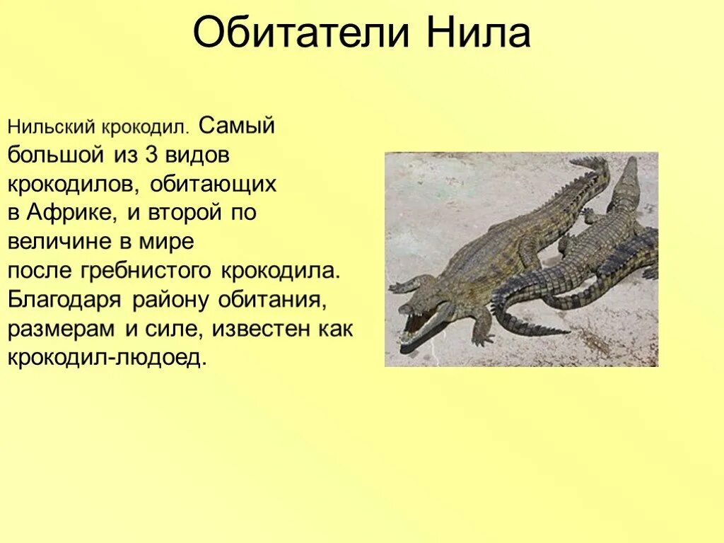 Крокодил доклад 3 класс окружающий мир. Обитатели реки нил. нильский крокодил доклад. сообщение о нильском крокодиле. характеристика нильского крокодила.