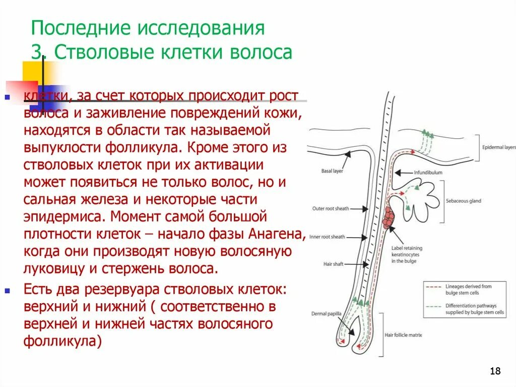 Стволовые клетки волосяного фолликула. Строение волоса стволовые клетки. Стволовые клетки в фолликуле волоса. Стволовые клетки волосяного фолликула локализуются.