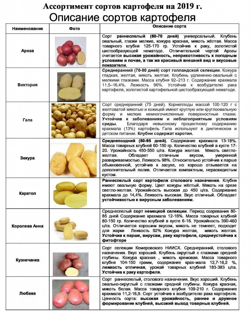 Все о сортах картофеля. Сравнение сортов картофеля таблица. сравнительные характеристики сортов картофеля. название картошки. сорта картошки названия.