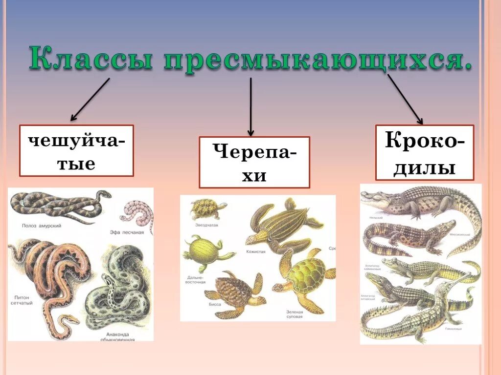 Представители класса рептилии. Представители пресмыкающихся. Класс рептилии представители. Представители класса пресмыкающихся. Животные которые относятся к рептилиям.