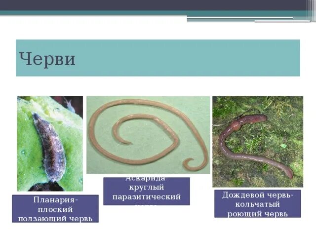 От кого произошли круглые черви 60 фото - ZooClever.ru