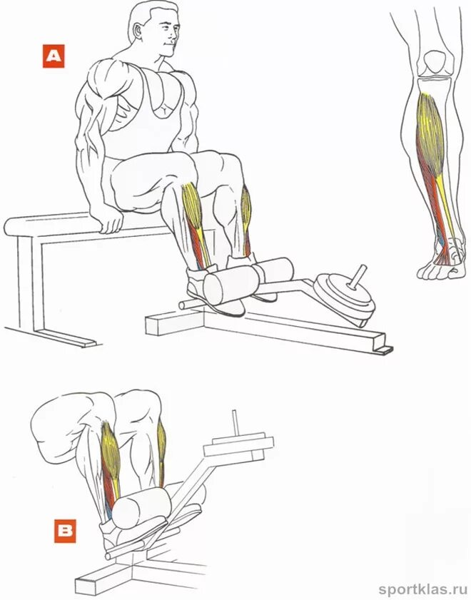 Как накачать голень. Подъемы на Мыски в тренажере. Упражнения для передней большеберцовой мышцы. Большеберцовая мышца голени упражнения. Упражнения на икроножные мышцы в домашних.
