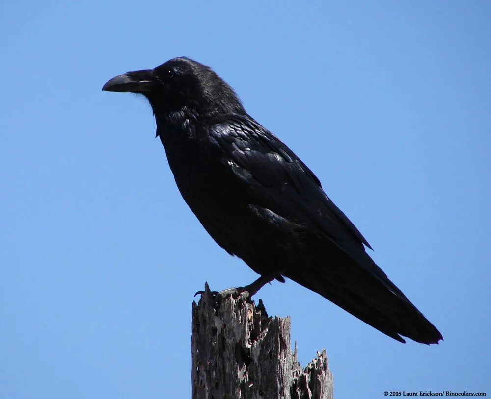 Ворона 10 3. Серая ворона меланист. Corvus Corax птица. Чёрная ворона. Ворон обыкновенный.