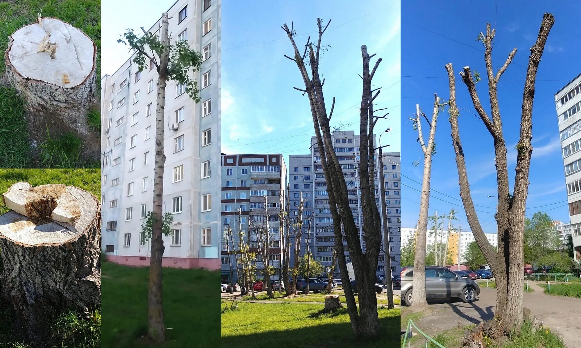 Омолаживающие обрезки деревьев. Срезанное дерево. казань срезали деревья. спиленные деревья на московском проспекте. омолаживающая обрезка деревьев.
