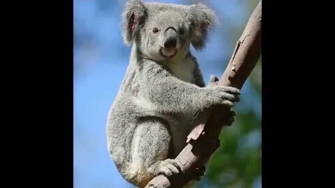 Коала это