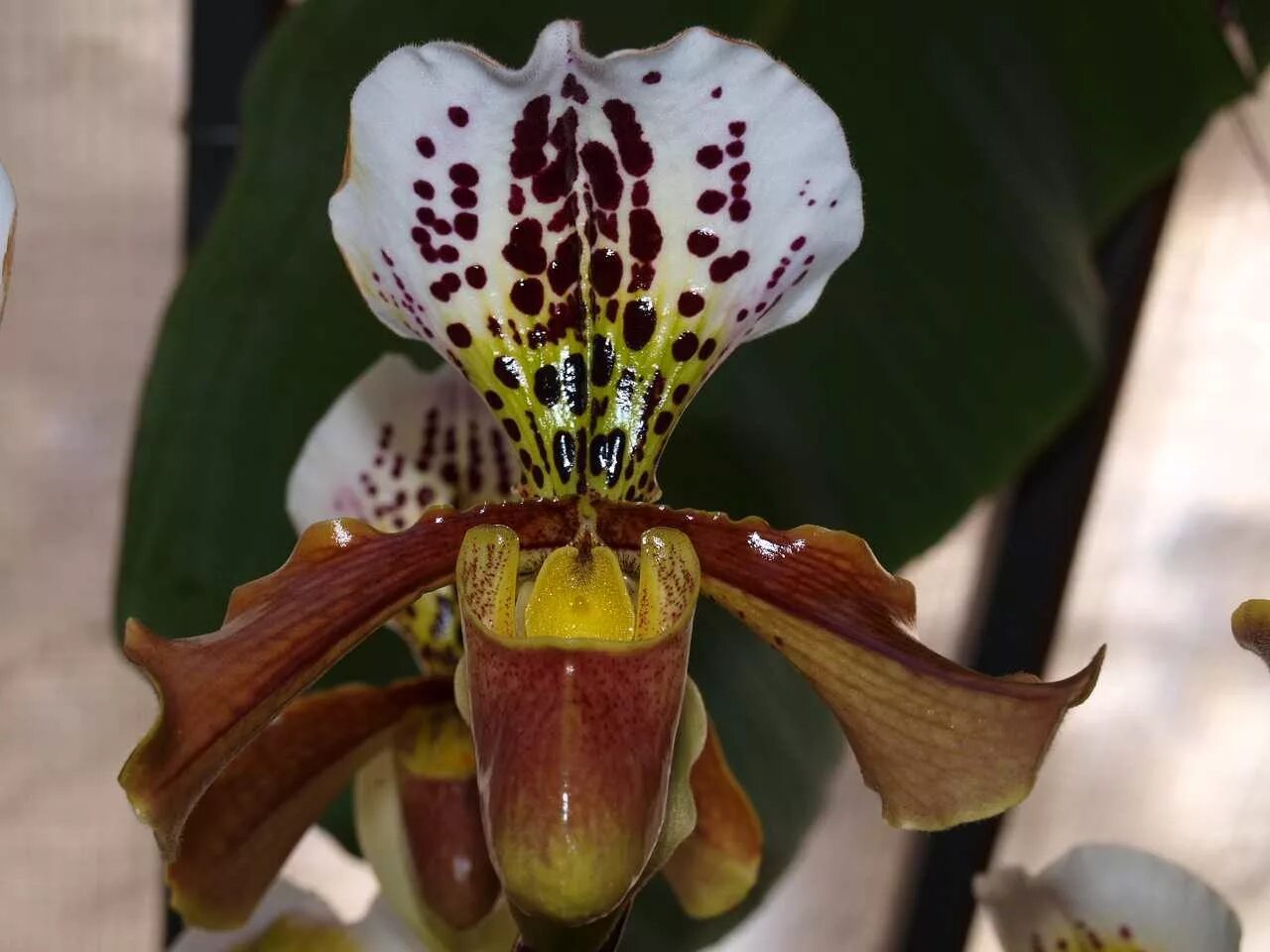 Американский гибрид. Орхидея Пафиопедилум американский. Орхидея башмачок Пафиопедилум. Орхидея Paphiopedilum Hybrid. Орхидея Пафиопедилум американский гибрид.