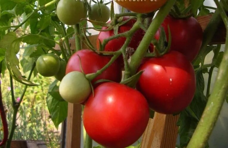 Томат ричи f1. Элком семена томат ричи f1 10 шт. Томат ричи. Томат детерминантный ричи f1. Томат ричи f1.