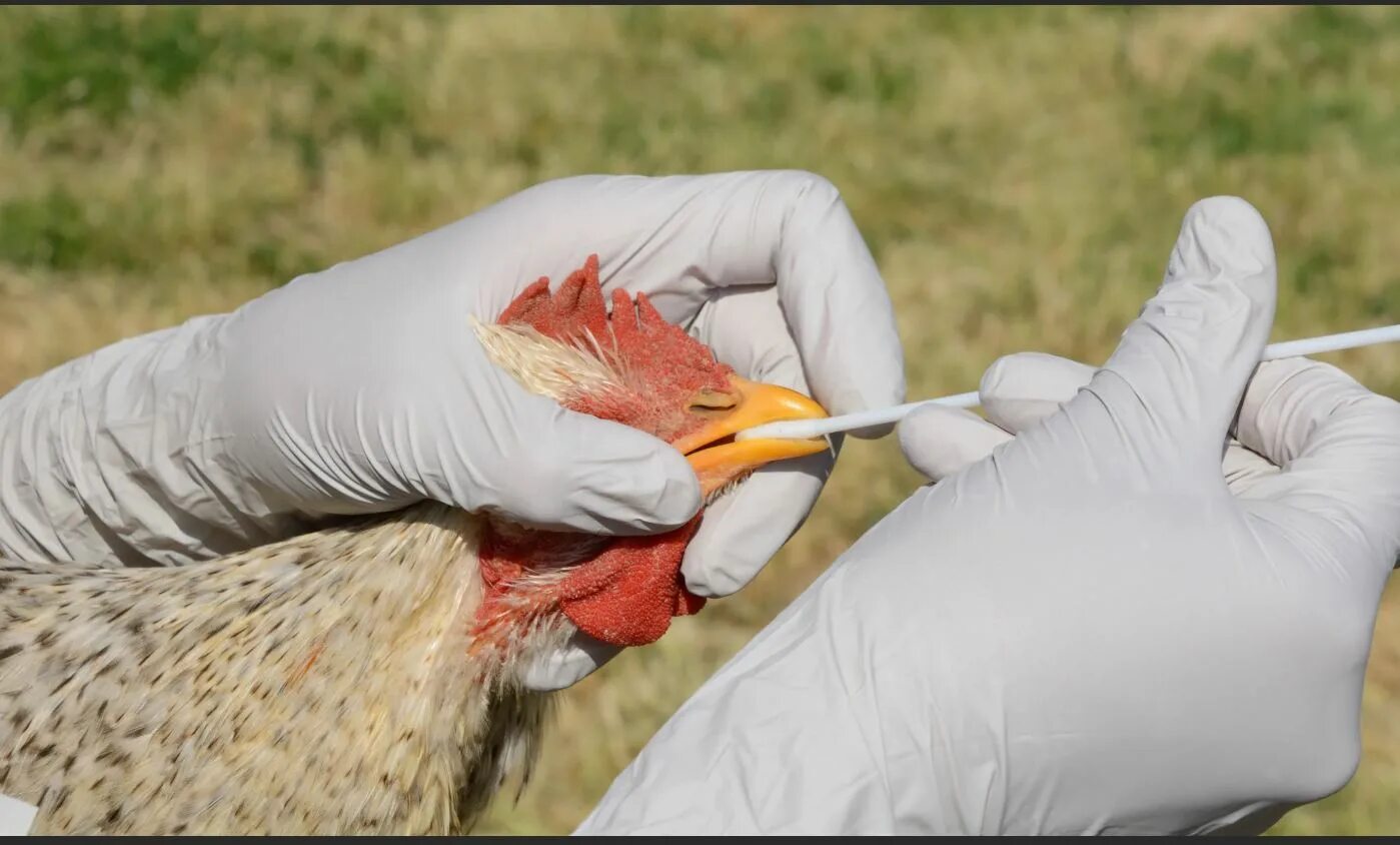 Высокопатогенный грипп птиц. Грипп птиц Ветеринария.