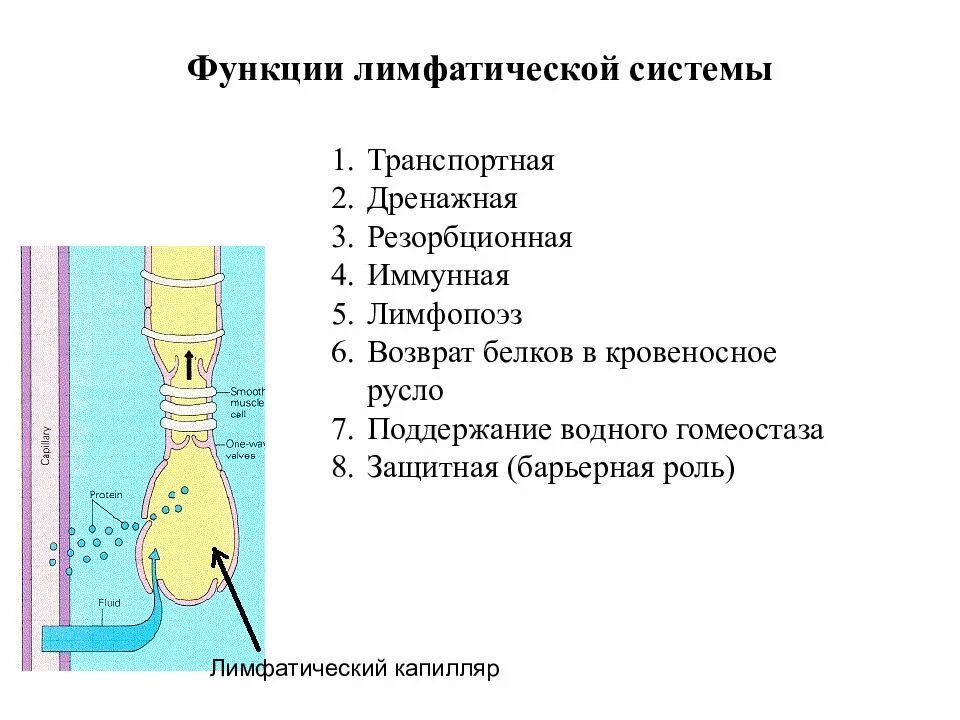 Функция лимф системы. Функции лимфатической системы. дренажная функция лимфы. транспортная функция лимфатической системы. дренажная функция лимфатической системы.