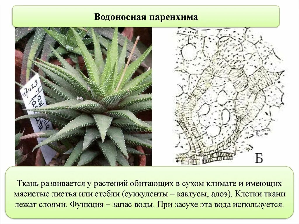 Клетки алоэ. Устьица алоэ. Форма и расположение клеток основной ткани кактуса. Водоносная паренхима. Водоносная ткань в листе суккулентов.