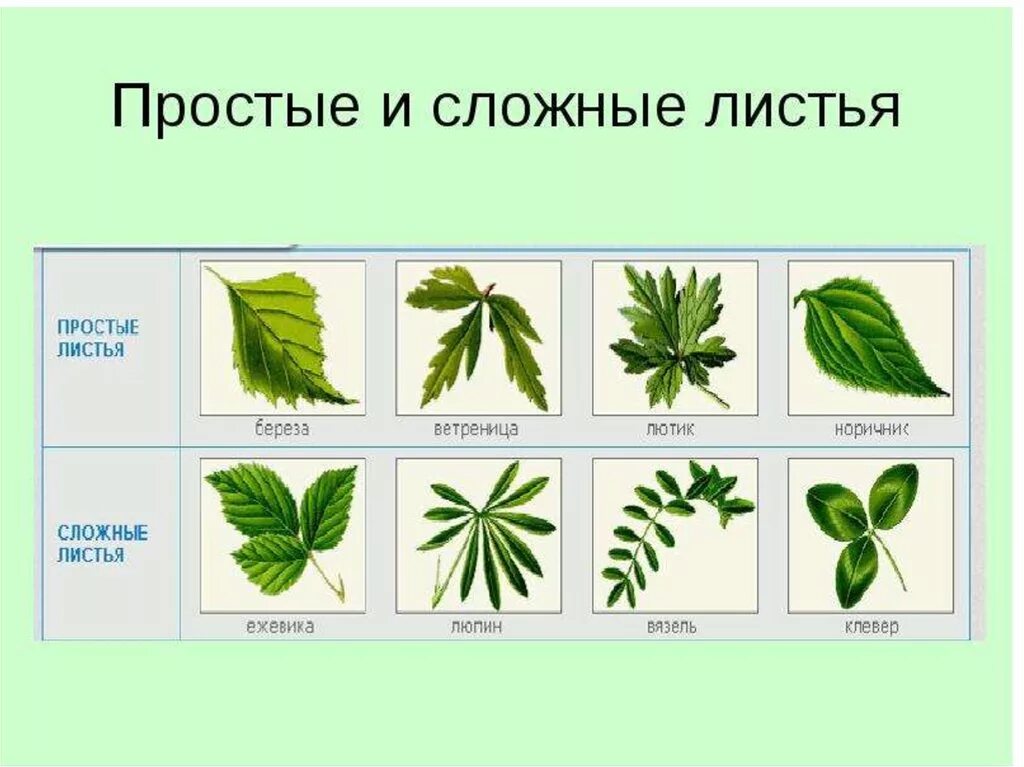 Форма листьев деревьев. Сложные листья. Название простых листьев. Верхушка листовой пластинки ивы. Листья растений с названиями.