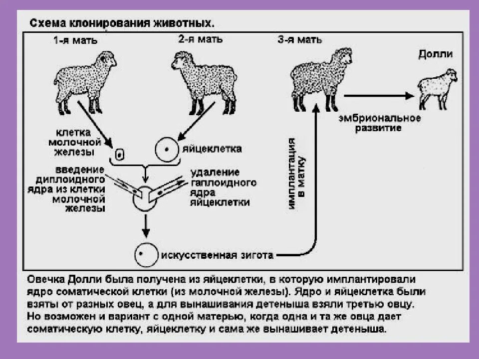 Почему растения клонируются легче животных. Клонирование животных схема. Процесс клонирования овечки Долли. Клеточная инженерия клонирование овечки Долли. Клонирование Долли схема.