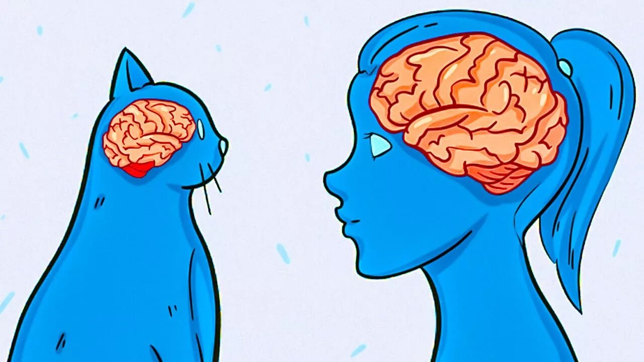 Dogs really ARE smarter than cats Cat brain, Dog brain, Animal intelligence