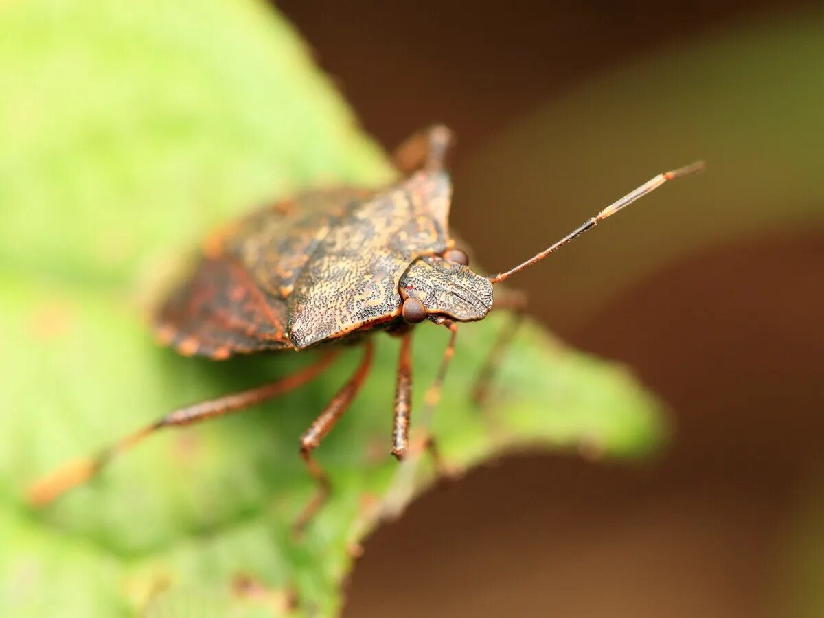 B bug