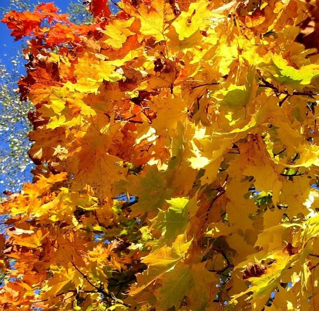 Осенний листопад. Листопад из листьев. Осень листопад. Листья кружатся. Осень листьями кружит