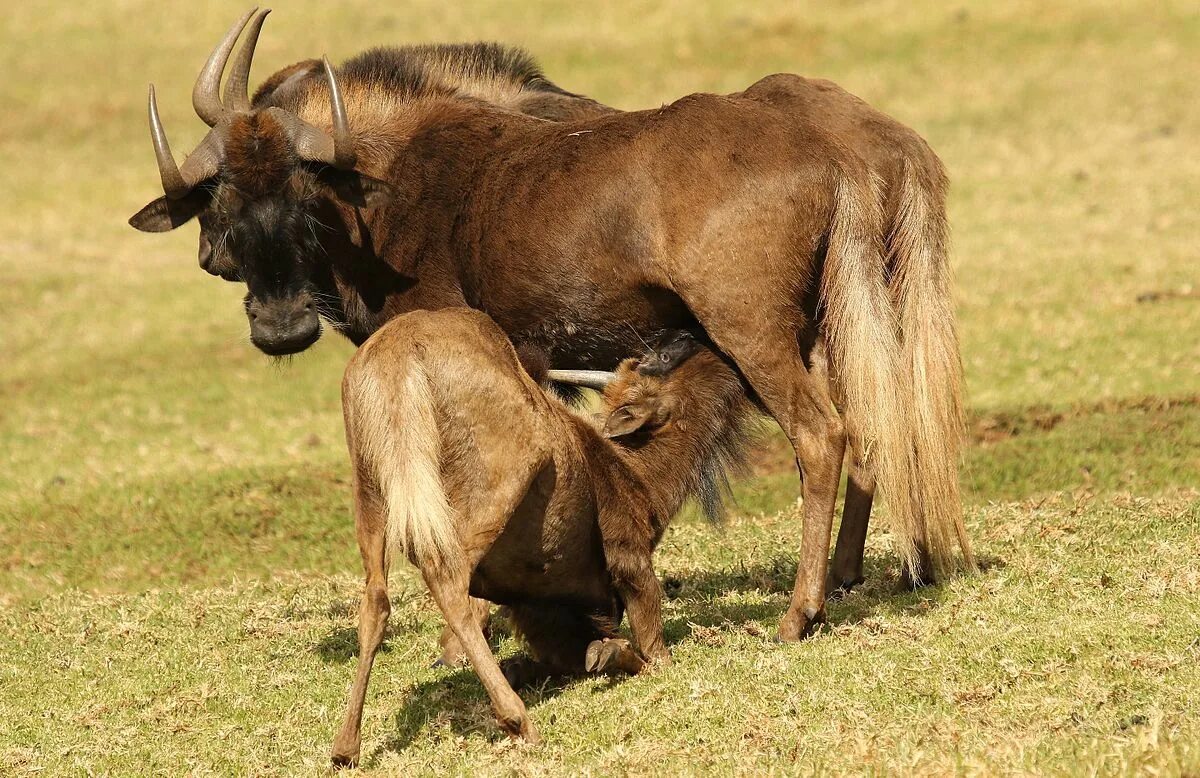 Антилопа гну самка. Белохвостая антилопа гну. Black Wildebeest животное. Черная антилопа гну. Черный гну