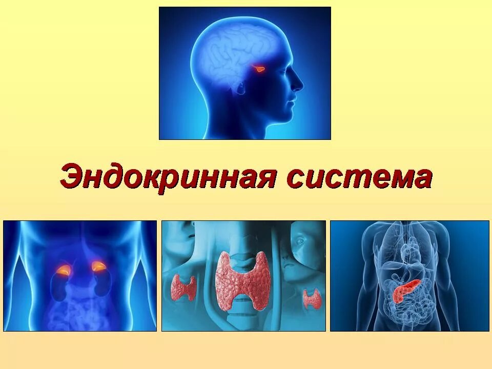 Эндокринная система. Эндокринная система презентация. Эндокринная система секреции. Эндокринная система картинки.