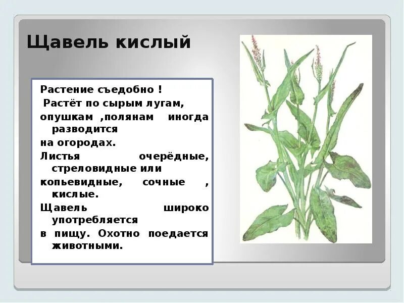 Щавель это что означает. Щавель. Щавель информация. Щавель это что означает. Щавель полезные свойства.