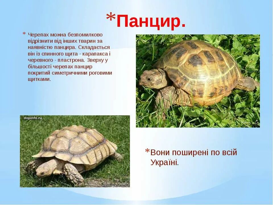 Какие из названных признаков обеспечили черепахам