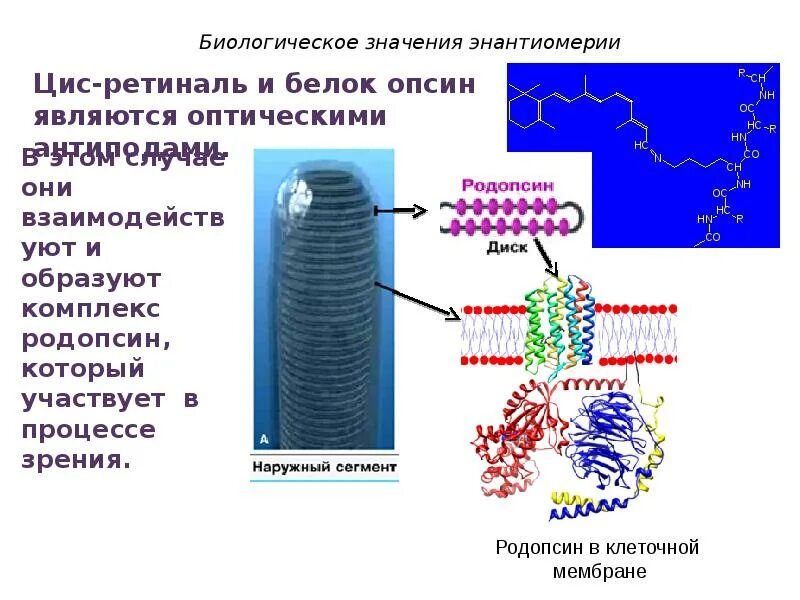 Содержат пигмент родопсин. Белок родопсин. Белок родопсин функция. Родопсин структура. Биологическая роль родопсина.