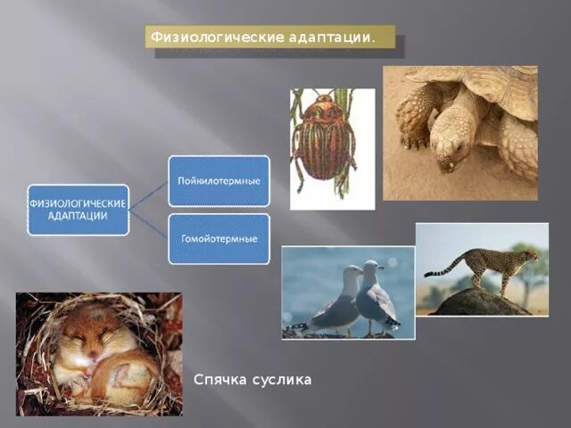 Адаптация организмов к условиям окружающей среды. Адаптации пойкилотермных животных. Температурные адаптации пойкилотермных животных. Адаптации организмов к температуре. Приспособленность организмов к действию факторов среды презентация